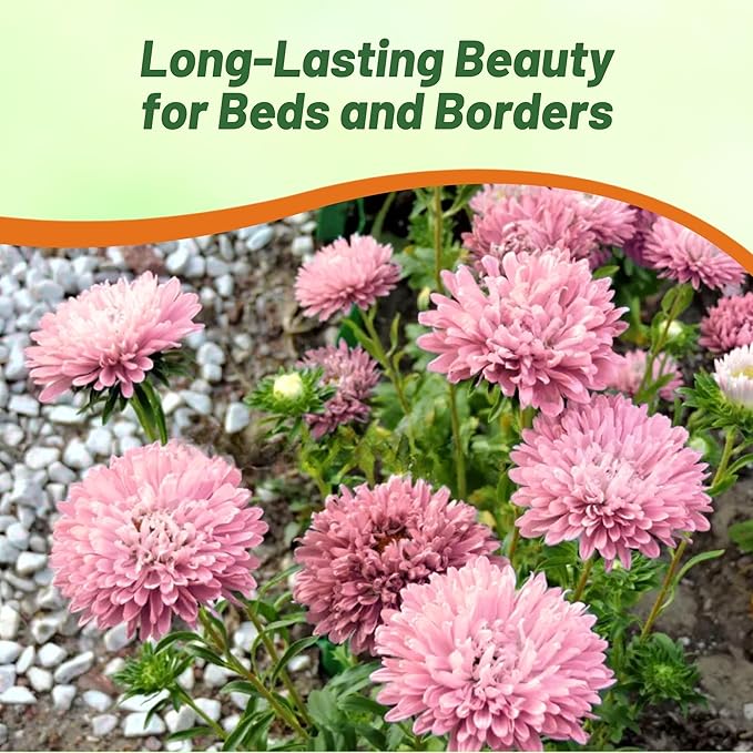 Outsidepride Gremlin Aster Seeds - 1000 Pcs. Annual, Hardy & Pollinator Friendly Flower Seeds for Planting Vibrant Light Rose Blooms and Oval-Shaped Leaves, Great for Meadows & Aesthetic Gardens