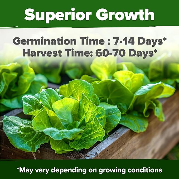 HOME GROWN 𝗨𝗦𝗔 𝗣𝗥𝗘𝗠𝗜𝗨𝗠 Persian Cucumber Seeds 50 & Cherry Belle Radish 800 & Tendersweet Carrots 6000 & Buttercrunch Lettuce 3950