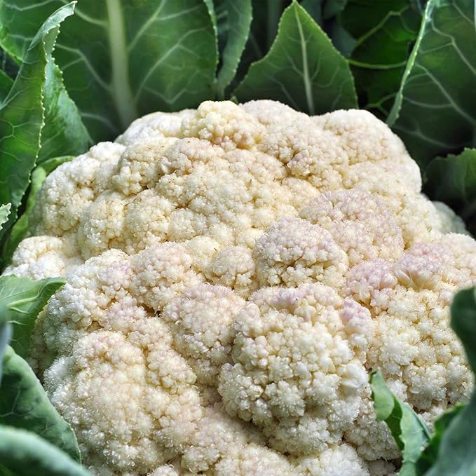 Self Blanche Cauliflower Seed - 1 Oz ~7,000 Seeds - Non-GMO, Heirloom - Vegetable Gardening, Microgreens by Mountain Valley Seed