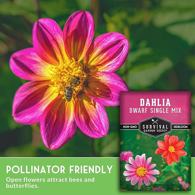Dwarf Single Mix Dahlia Seeds for Planting - Compact Colorful Blooms for Beds, Borders & Containers - Easy-Grow Flower Variety - Heirloom Non-GMO - Survival Garden Seeds (2 Packs)