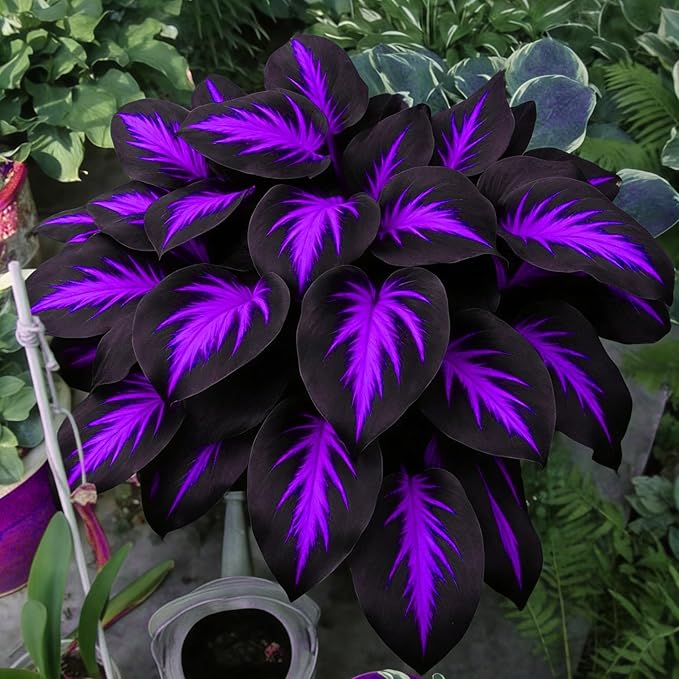Mix Hosta Seeds for Planting, 280+pcs Rare Perennial Hosta Flower Seeds Plants, Non-GMO Heirloom Long Blooming Shaded Entry Pathway Flowers for Garden Outdoors