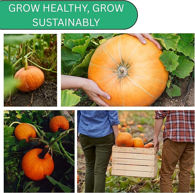 Woods Creek Seeds: Jack O Lantern Pumpkin Seeds for Planting - Over 40 Heirloom Non-GMO Pumpkin Seeds to Plant - Ideal Heirloom Seeds to Grow for Decor & Fall Harvest - Pumpkins for Outdoor Gardens
