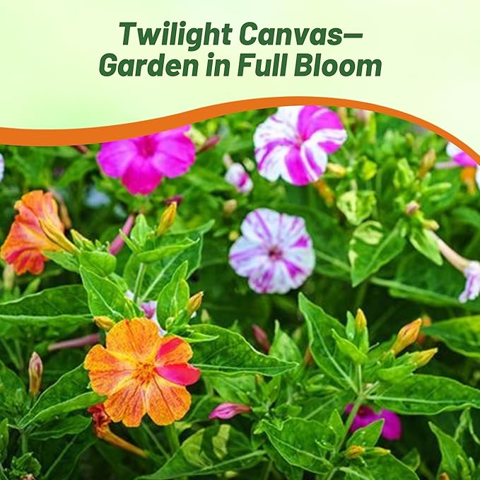 Outsidepride Marbles Mixed Four O'clock Flower Seeds - 200 Pcs Perennial Fragrant, Trumpet-Shaped Blooms, Deer-Proof & Easy to Grow, for Pollinator & Evening Gardens, Containers, Hedges, or Borders