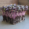 Rambo Purple Sprouting Radish Garden Seeds - 4 g Packet ~300 Seeds - Non-GMO, Sprouting, Vegetable Gardening & Microgreens - Raphanus sativus