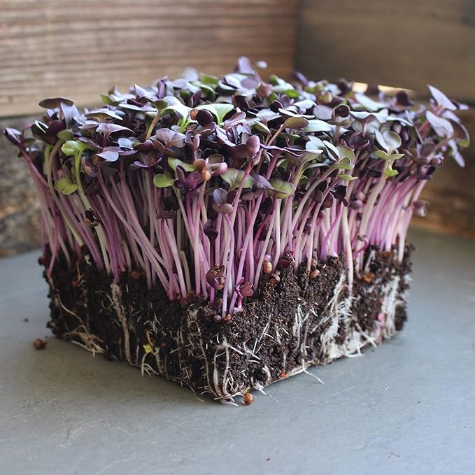 Rambo Purple Sprouting Radish Garden Seeds - 4 g Packet ~300 Seeds - Non-GMO, Sprouting, Vegetable Gardening & Microgreens - Raphanus sativus