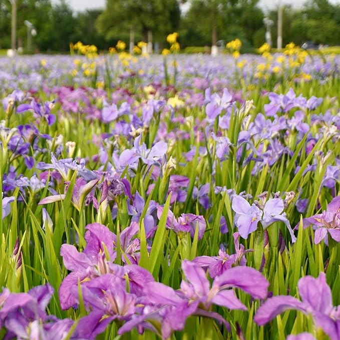 Mixrug Iris Seeds for Planting, 70pcs Non-GMO Heirloom Perennial Violet Iris Flower Seeds, Rare Beauty Home Garden Blooming Flowers Plants for Outdoors Indoors