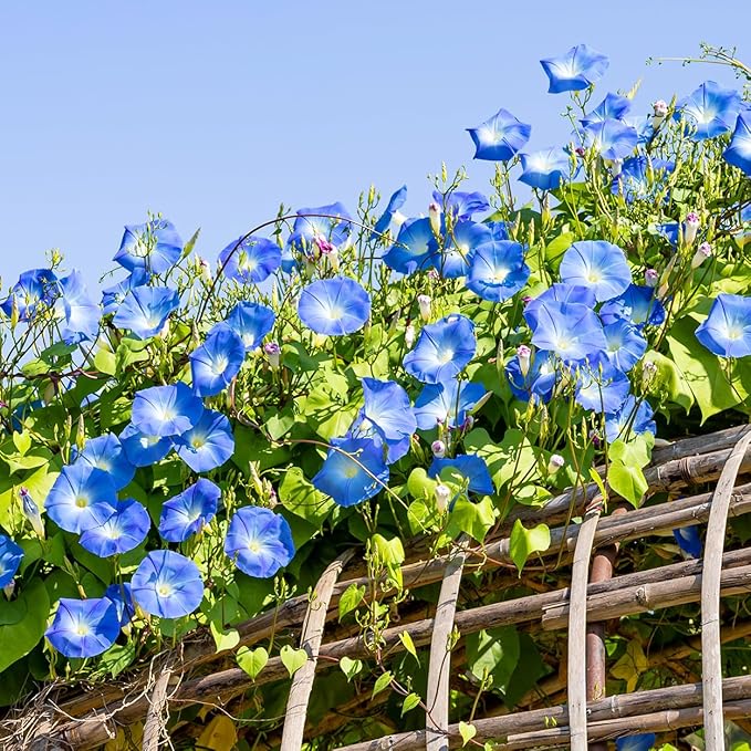The Old Farmer's Almanac Morning Glory Seeds (Heavenly Blue) - Approx 50 Flower Seeds - Premium Non-GMO, Open Pollinated, USA Origin