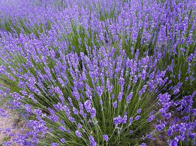 Seeds4planting - Seeds English Lavender Heirloom Herbs Non GMO