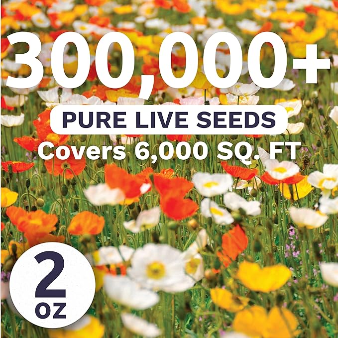 Poppy - Iceland - Bulk 2 Ounce Pouch - 300,000 Flower Seeds for Planting - Papaver nudicaule