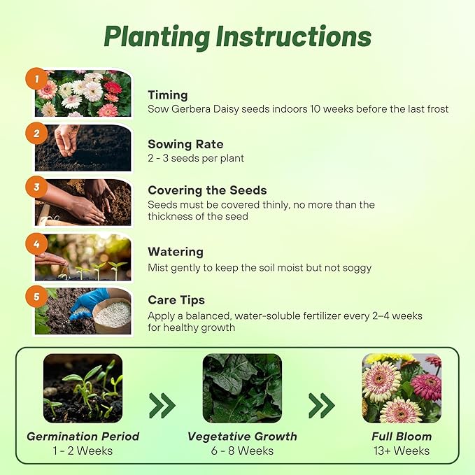 Outsidepride Strawberry Twist Mix Gerbera Seeds - 20 Pcs Perennial, Compact & Low Maintenance, Flower Seeds for Planting w/Semi-Double Blooms, Ideal for Garden Landscaping & Cut Flower Arrangements