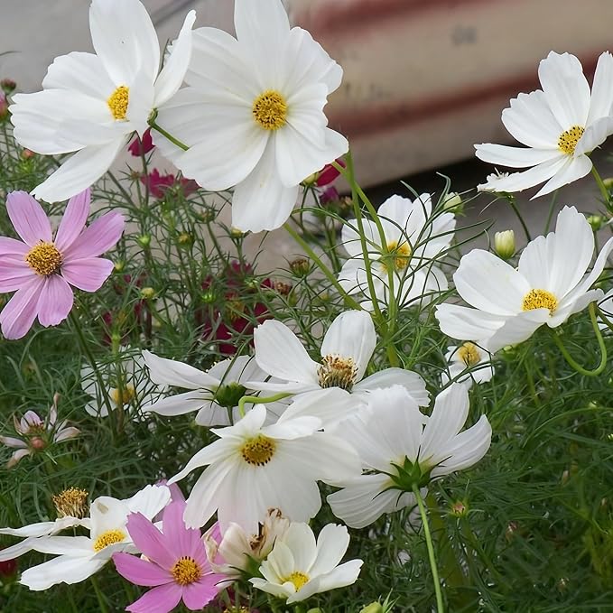 300+ Cosmos Flower Seeds for Planting, Mixed Color Egg Tart Cosmos Seed, Non-GMO Heirloom Cosmos Flower Seeds for Home Garden Outdoor