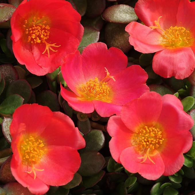 Outsidepride Scarlet Purslane Seeds for Planting - 100 Pcs Annual, Easy to Grow, Vitamin-Rich & Drought Tolerant Succulent Seeds for Culinary, Xeriscaping, Containers & Hanging Baskets