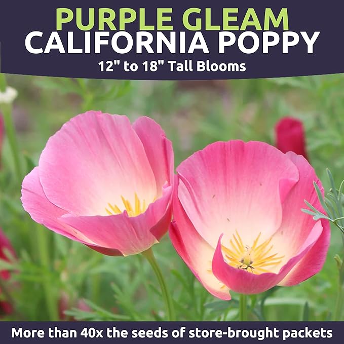 California Purple Gleam Poppy Wildflower Seeds - Bulk 1/4 Pound Bag