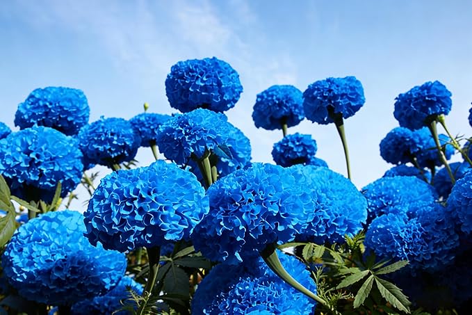 Dwarf French Marigold Seeds for Planting, 1006+pcs Rare Perennial Marigold Flower Seeds Plants, Non-GMO Heirloom Companion Blooms Flowers Plants in Home Garden Outdoors
