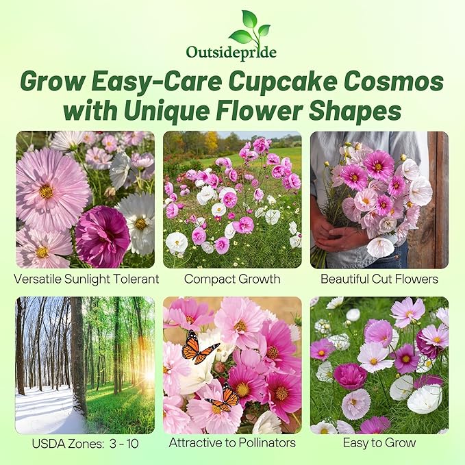 Outsidepride Cupcakes Blush Cosmos Bipinnatus Seeds - 100 Pcs Annual, Easy to Grow & Drought Tolerant Flower Seeds for Planting w/Finely Pleated Blooms, Ideal for Cut Flower & Wildflower Meadows