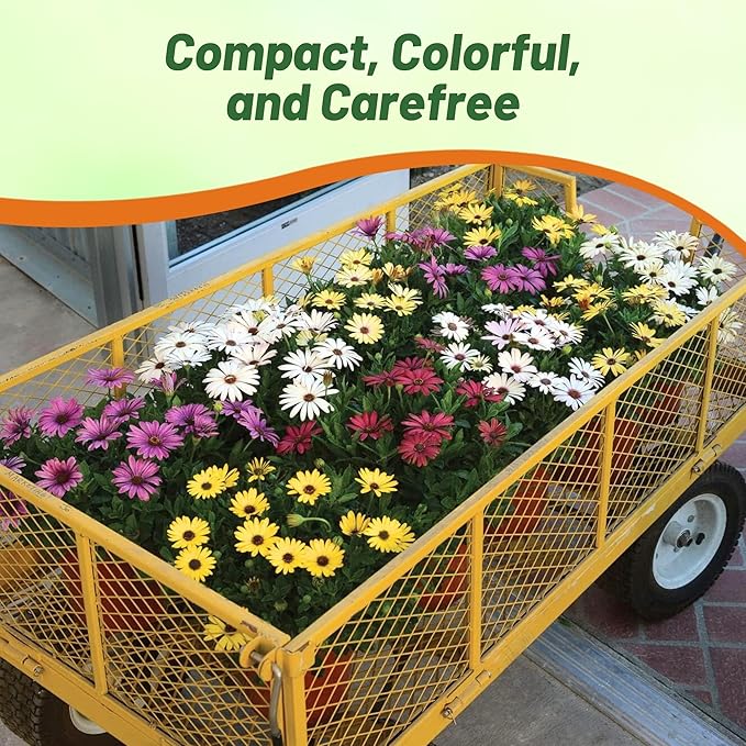 Outsidepride Grand Canyon Mix Osteospermum African Daisy Seeds - 20 Pcs. Perennial Flower Seeds for Planting Outdoors with Long-Lasting Blooms, Drought-Tolerant, Easy to Grow for Sunny Garden & Border