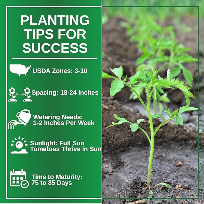 TKE Farms & Gardens - Beefsteak Tomato Seeds for Planting, 75+ Non-GMO Heirloom Seeds, Grow Juicy, Meaty Tomatoes Perfect for Slicing, Sandwiches & Sauces, Includes Easy Growing Instructions
