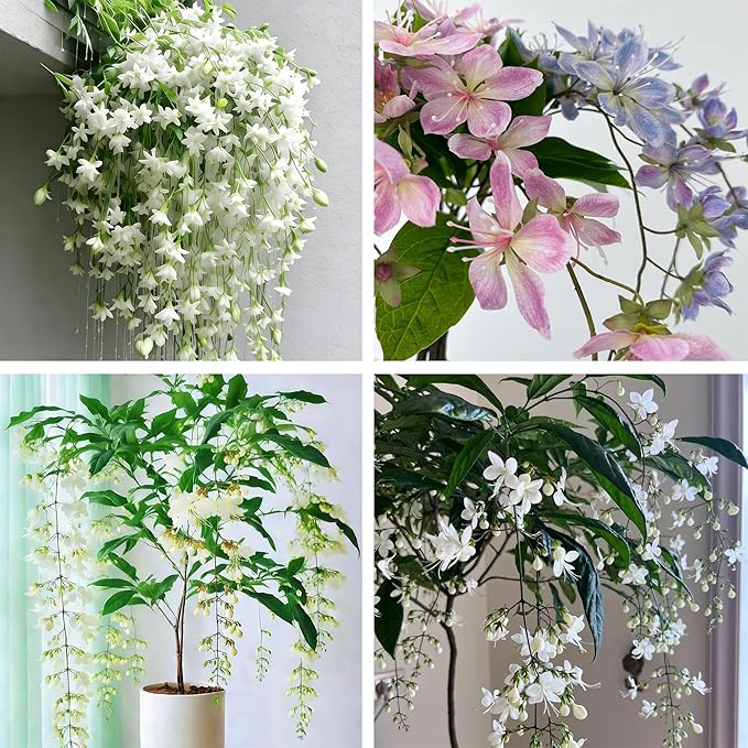 Climbing Jasmine Flower Seeds, 100 Fragrant Plant Seeds Non-GMO, Clerodendrum Seeds for Attracts Pollinators, Garden Home Garden Balcony Climbing Flower