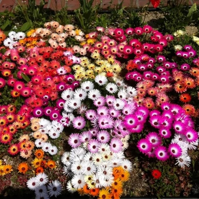 6000+ Mix Ice Plant Seeds for Planting - Non GMO & Heirloom Carpet Ground Cover Flower Seeds Garden Outdoor