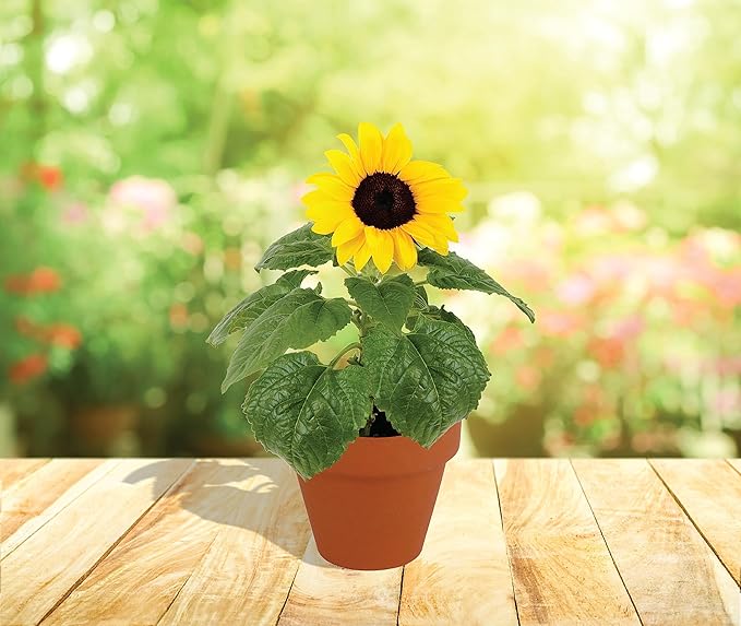 BUZZY Seeds Sunflower Starter Kit Bulk 10 Pack – 3inch Terracotta Pots, Soil Pellets, Flower Seeds for DIY Craft Projects, Favors, and Seed Starting