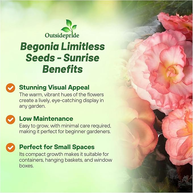 Outsidepride Sunrise Limitless Begonia Seeds for Planting - 25 Pcs Perennial Flower Seeds with Large Blooms, Arching & Pendulous Growth Habit, for Containers, Hanging Baskets, or Landscape Plantings