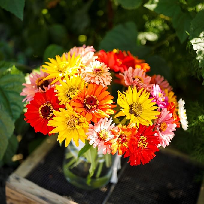 Eden Brothers Zinnia Seeds - Super Cactus Giant Mix, Non-GMO Seeds for Planting, 1 oz | Low-Maintenance Flower Seeds, Plant During Spring, Zones 3, 4, 5, 6, 7, 8, 9, 10
