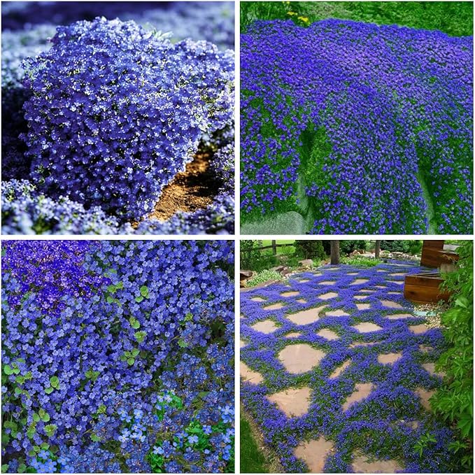 Mixrug 9998+ Blue Woolly Thyme Seeds for Planting,Perennial Blue Creeping Thyme Seeds Ground Cover,Drought Tolerant Path Edging Thym Seed Evergreen Silver Foliage for Stone Pathways