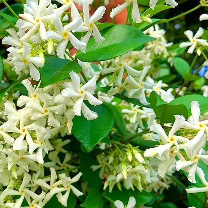 Climbing Jasmine Flower Seeds for Planting, 100+pcs Rare Perennial Fragrant Climber Jasmine Flower Seeds Plants, Non-GMO Heirloom Beauty Windmill Climbing Flowers in Home Garden Outdoors