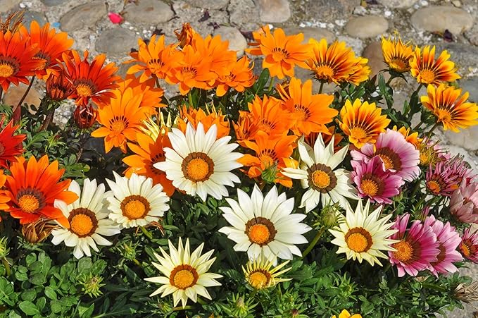 Treasure Flower Mix Seeds – Gazania Rigens | Perennial in Warm Climates, Annual Elsewhere | Drought-Tolerant & Long-Blooming