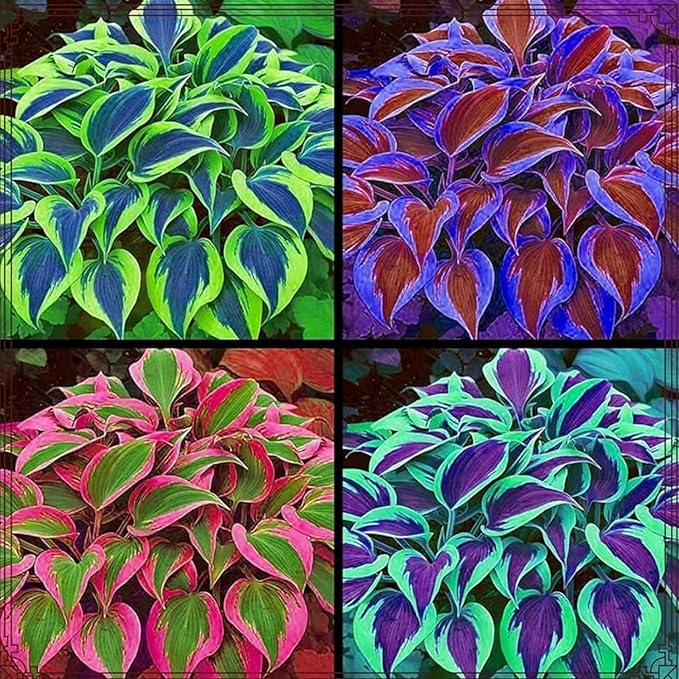 110 Pcs Fragrant Hosta Flower Seeds for Planting Easy Growing Perennial Shade Plants, Green Foliage for Garden Landscaping & Home Decor