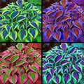 110 Pcs Fragrant Hosta Flower Seeds for Planting Easy Growing Perennial Shade Plants, Green Foliage for Garden Landscaping & Home Decor