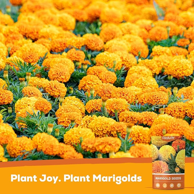 Petite French Marigold Seeds for Planting, 400+ Flower Seeds Non-GMO Heirloom Seed Packet,Home and Garden Easy to Grow, Indoor & Outdoor Gardening, Companion Plant & Quick Blooming