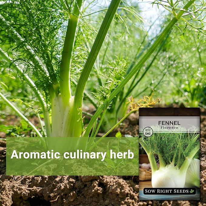 Sow Right Seeds - Florence Fennel Seed for Planting - Non-GMO Heirloom Packet with Instructions to Plant and Grow in Your Herbal Garden - Great for Seasoning and Cooking - Attract Pollinators (4)