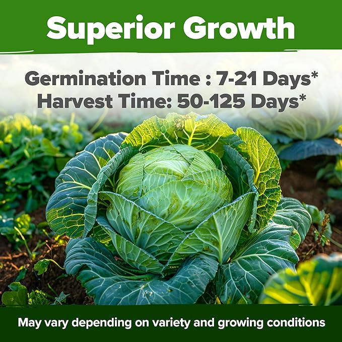 HOME GROWN 7 Cabbage Seeds for Planting - 2000+ Heirloom Seeds - Golden Acre,BokChoy,Savoy,Michihili, Red Acre, Copenhagen Market,Jersey Wakefield - Vegetable Seeds for Planting