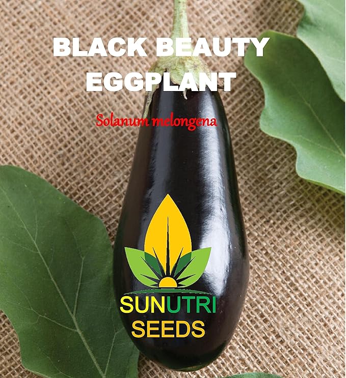 Egg Plant Seeds, 100+ Black Beauty, Heirloom, Non GMO Seeds, Solanum melongena