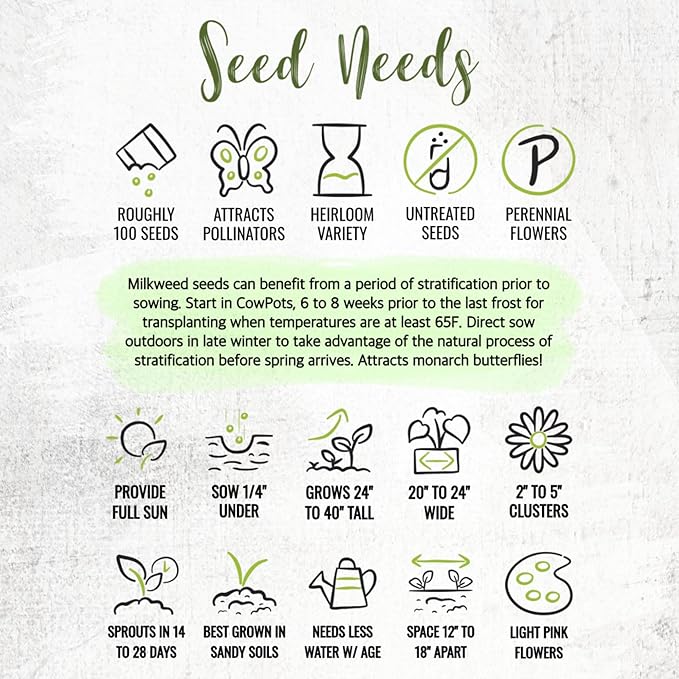 Seed Needs Showy Milkweed Seeds for Planting - Untreated & Open Pollinated, Attracts Monarch Butterflies in a Butterfly Garden (5 Packs)