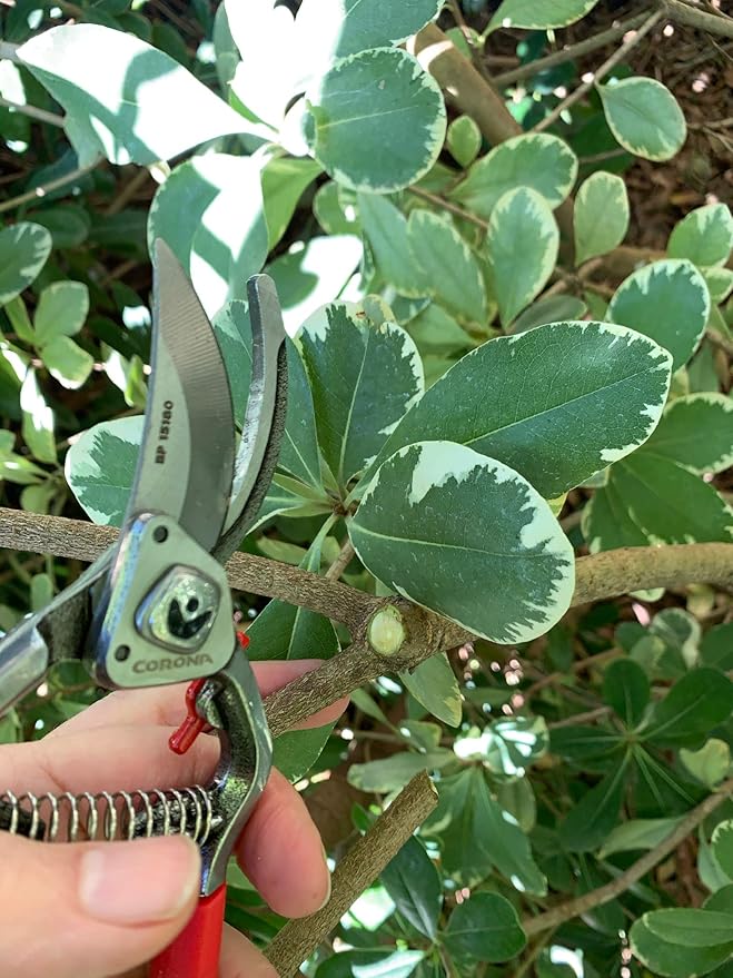 Corona Tools Forged Steel ClassicCUT Bypass Hand Pruner – 1-Inch Cut Capacity Garden Pruning Shears for Stems & Branches, Heavy-Duty Bypass Pruners for Tree, Shrub & Plant Trimming