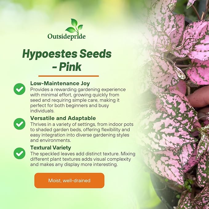 Outsidepride Splash Select Pink Hypoestes Seed for Planting - 100 Pcs Perennial Polka Dot Plant Seeds w/Variegated Foliage for Containers, Hanging Baskets, Small Gardens, Both Indoors & Outdoors