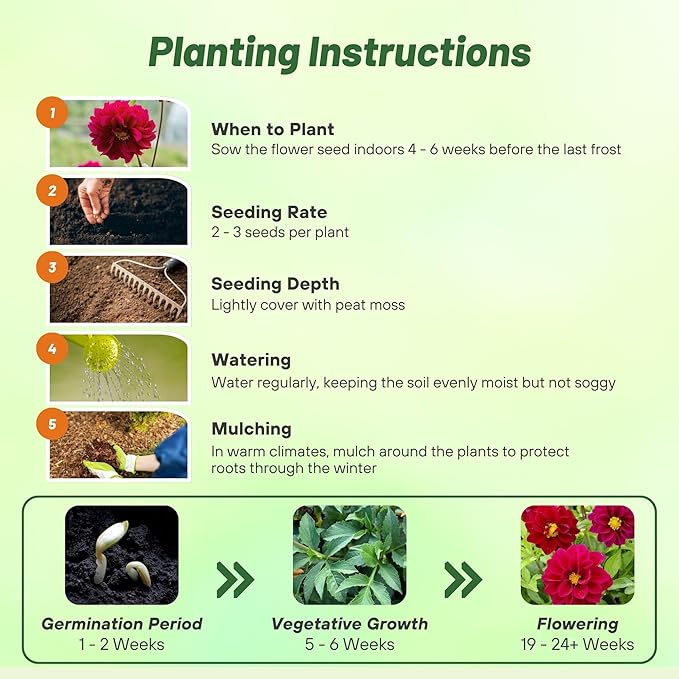 Outsidepride Opera Violet Dahlia Seeds for Planting - 200 Pcs Annual, Easy to Grow, Season-Long Flower Seeds with Colorful Blooms for Containers, Pots, Borders, & Gardens, Suitable as Cut Flower