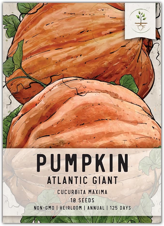 Seed Needs Pumpkin Seeds for Planting Atlantic Giant Pumpkins - Non-GMO Heirloom & Untreated Cucurbita Vegetable Seed to Plant an Outdoor Autumn Home Grown Veggie Garden (1 Pack)