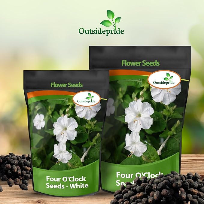 Outsidepride White Four O'clock Flower Seeds - 1/4 lb Perennial Fragrant, Trumpet-Shaped Blooms, Deer-Proof & Easy to Grow, for Pollinator & Evening Gardens, Containers, Hedges, or Borders