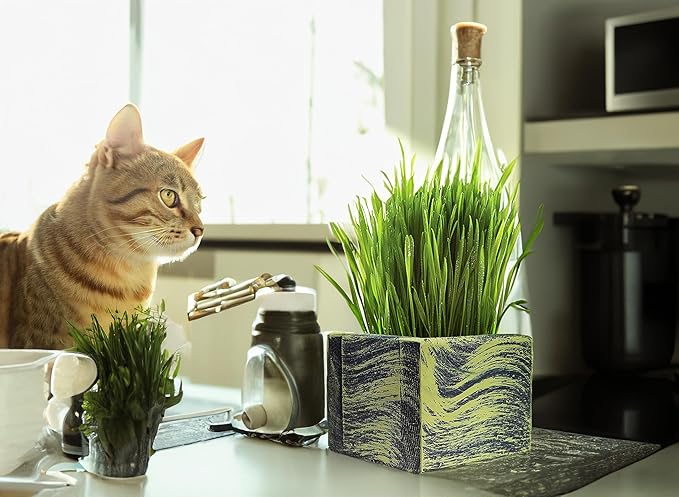 Cali Kiwi Pros Cat Grass for Indoor Cats - Best Value Organic Cat Grass Starter kit, USA Made Cedar Planter, Organic Wheatgrass Seed and Soil in a Gift Box (Mossy Green)