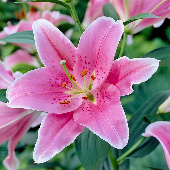 Easy to Grow Lilium Oriental Lily 'Sorbonne' Plant Bulbs (3 Pack) - Bright Pink Fragrant Flowering Blooms in Summer Gardens