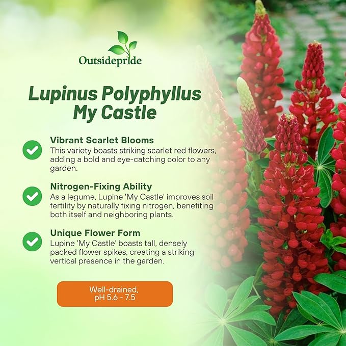 Outsidepride My Castle Red Russells Lupine Seeds - 500 Pcs Perennial, Self-Sowing, Cold Hardy & Frost Tolerant Wildflower Seeds for Fall Planting, Ideal for Attracting Pollinators & Hummingbirds