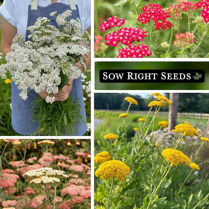 Sow Right Seeds - Common White, Gold & Red Yarrow Seeds for Planting - Non-GMO Heirloom Packets with Instructions to Grow Outdoor Home Garden - Medicinal Herb & Native Wildflower with Fragrant Blooms