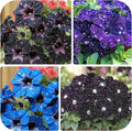280+ Night Sky Petunia Seeds forFlower Beds and Container Gardening-Non-GMO Heirloom Plant Seeds Garden Outdoor