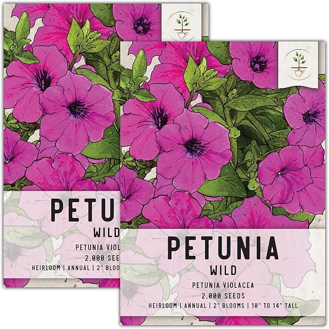 Seed Needs, Wild Petunia Seeds - 2,000 Heirloom Seeds for Planting Petunia violacea - Annual Flowers, Perfect for Beds, Borders, Pots & Containers (2 Packs)