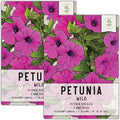Seed Needs, Wild Petunia Seeds - 2,000 Heirloom Seeds for Planting Petunia violacea - Annual Flowers, Perfect for Beds, Borders, Pots & Containers (2 Packs)