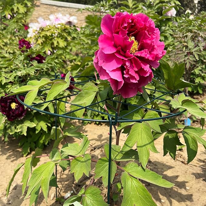 3 Pack Peony Cages and Supports 16 x 24 Inch Grow Through Plant Support Peony Support Ring for Outdoor Plants
