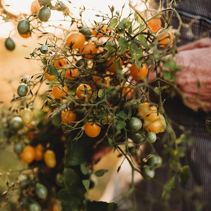 Blondkopfchen Yellow Cherry Tomato - 50 Seeds - German Heirloom Tomato Variety, Easy-to-Grow and Sweet, USA-Grown, Non-GMO Vegetable Seeds for Planting Outdoors in The Garden, Thresh Seed Company